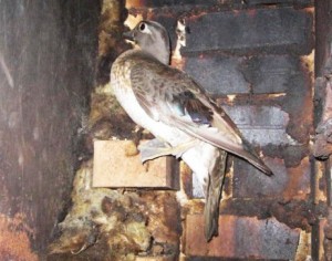close up of duck stuck inside chimney